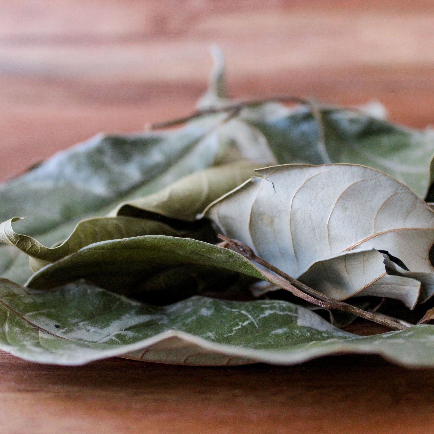 nutmeg leaf