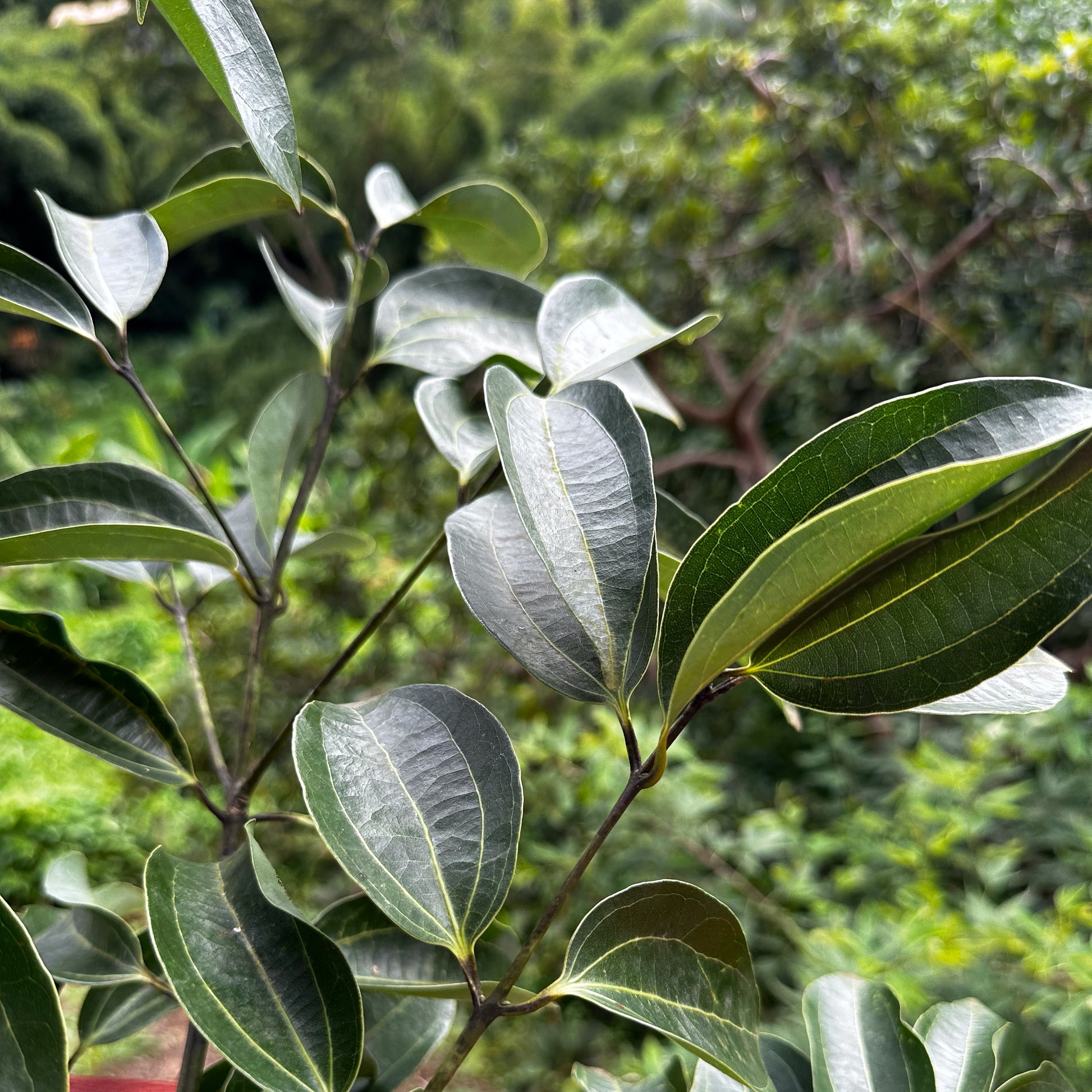 cinnamon plant leaves cinnamon leaf
